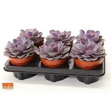 Echeveria  'Purple Pearl, pot 12 cm, h 15 cm