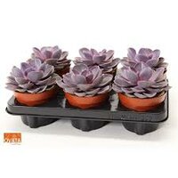 Echeveria  'Purple Pearl, pot 12 cm, h 15 cm