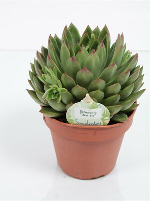 Echeveria Red Tips, pot 14, h 20 cm