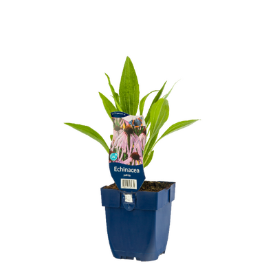 Echinacea Pallida, pot 11 cm
