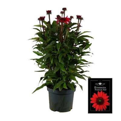 Echinacea premium Red, pot 17 cm., h 40 cm