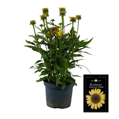 Echinacea premium Yellow, pot 17 cm, h 40 cm