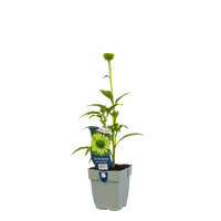 Echinacea purp. Green Jewel P11 - afbeelding 1