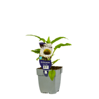 Echinacea purp. Virgin P11 - afbeelding 1
