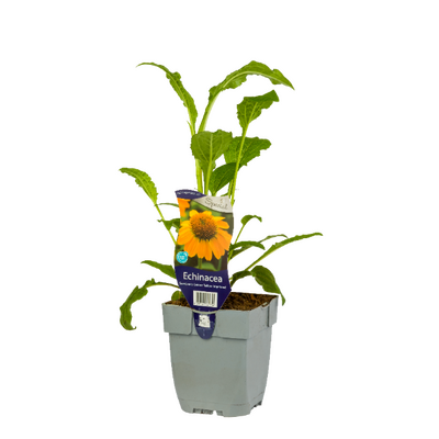 Echinacea Somb. Lem. Yel. Impr. P11 - afbeelding 1