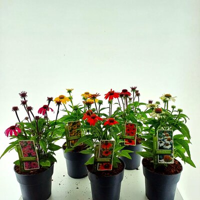 Echinacea Sombrero Mix, pot 19 cm, h 40 cm