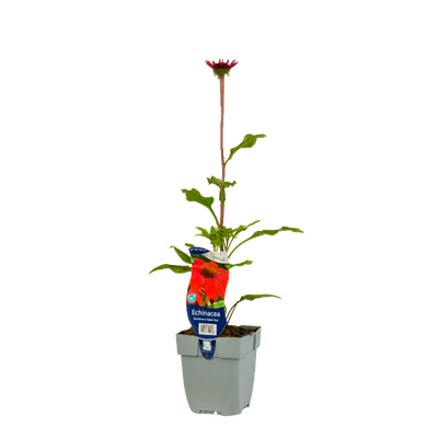 Echinacea Sombrero Salsa Red P11 - afbeelding 1