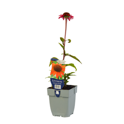 Echinacea SunSeekers Orange P11 - afbeelding 1