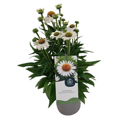 Echinacea White Meditation