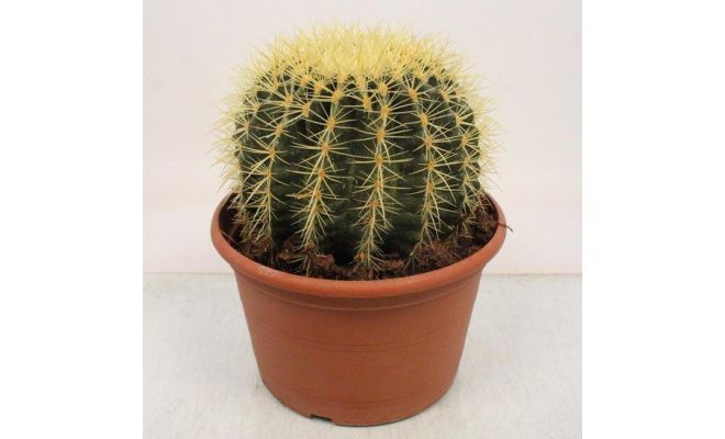 Echinocactus grusonii, pot 10,5 cm, h 15 cm