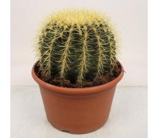 Echinocactus grusonii, pot 10,5 cm, h 15 cm