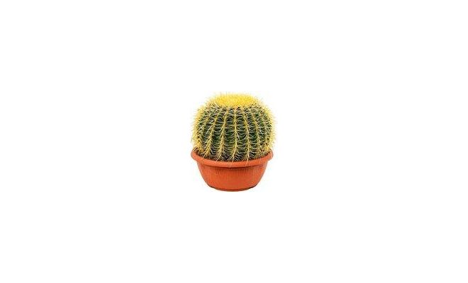 Echinocactus grusonii, pot 13 cm, h 15 cm