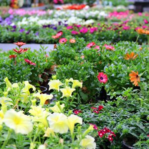 Perkplanten en Zomerbloeiers