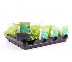 Eikeblad groen - afbeelding 2