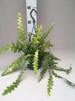Epiphyllum anguliger (Zaagcactus), hangpot 15 cm