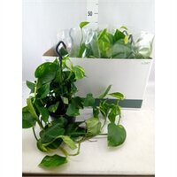 Epipremnum pinn. 'Global Green, pot 15 cm, h 40 cm