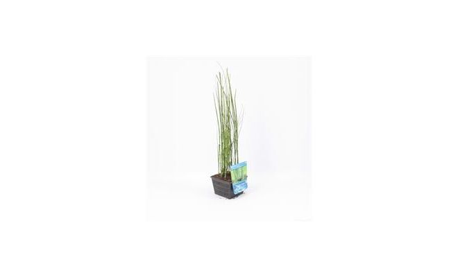 Equisetum japonica P18 - afbeelding 1