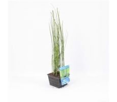 Equisetum japonica P18 - afbeelding 1