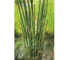 Equisetum japonica P18 - afbeelding 2