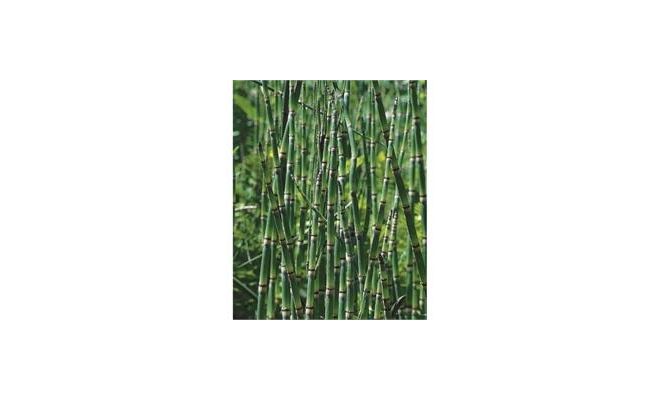 Equisetum japonica P9