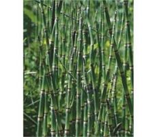 Equisetum japonica P9