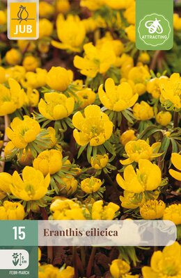 Eranthis cilicica, 15 stuks