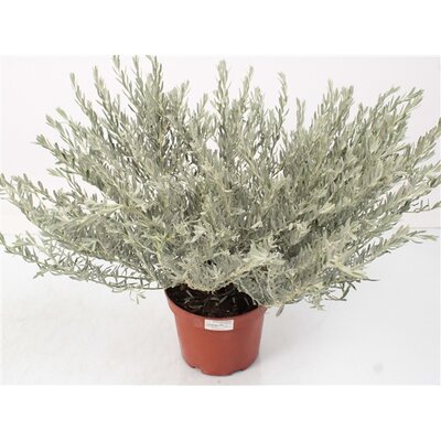 Eremophila nivea, p 24 cm, h 70 cm - afbeelding 1