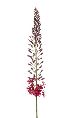 Eremurussteel, 108 cm, bordeaux