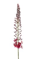 Eremurussteel, 108 cm, bordeaux