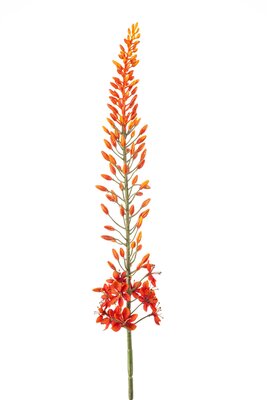 Eremurussteel, 108 cm, oranje