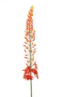 Eremurussteel, 108 cm, oranje