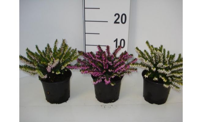 Erica Darleyensis, pot 11 cm