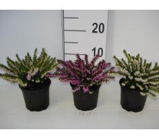 Erica Darleyensis, pot 11 cm