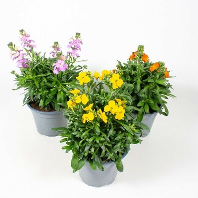 Erysimum Exclusief Mix