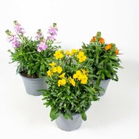 Erysimum Exclusief Mix