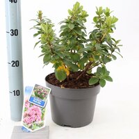 Escallonia 'Pink Elle' , p19, h 25 cm - afbeelding 3