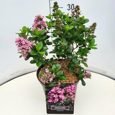 Escallonia 'Pink Elle' , p19, h 25 cm - afbeelding 1