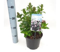 Escallonia Pink Elle, pot 19, h 40 cm - afbeelding 4