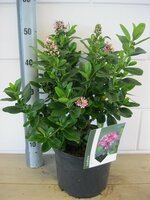 Escallonia Pink Elle, pot 19, h 40 cm - afbeelding 2