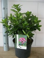 Escallonia Pink Elle, pot 19, h 40 cm - afbeelding 4