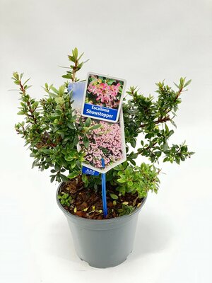 Escallonia Showstopper, pot 19 cm, h 45 cm