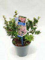 Escallonia Showstopper, pot 19 cm, h 45 cm