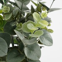 Eucalyptus in pot groen - H53 x Ø23 cm - afbeelding 4