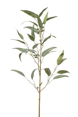 Eucalyptussteel, 90 cm, groen