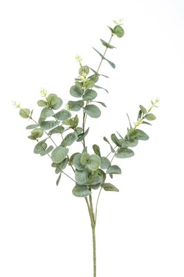Eucalyptustak, 81 cm, groen