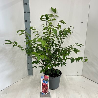 Euonymus alatus, pot 23 cm, h 60 cm - afbeelding 1