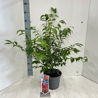 Euonymus alatus, pot 23 cm, h 60 cm - afbeelding 1