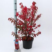 Euonymus alatus, pot 23 cm, h 60 cm - afbeelding 2