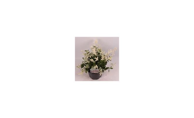 euonymus for. harlequin, pot 17 cm, h 30 cm