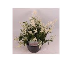 euonymus for. harlequin, pot 17 cm, h 30 cm